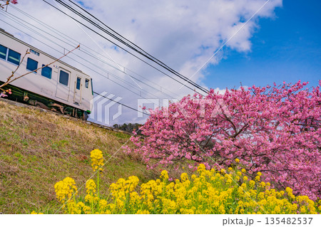 (静岡県)満開の河津桜並木と伊豆急行電車 (静岡県)満開の河津桜並木と伊豆急行電車 135482537