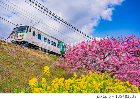 (静岡県)満開の河津桜並木と伊豆急行電車 (静岡県)満開の河津桜並木と伊豆急行電車 135482538