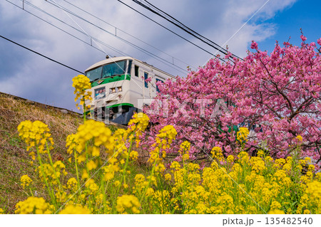 （静岡県）満開の河津桜並木と伊豆急行電車 135482540