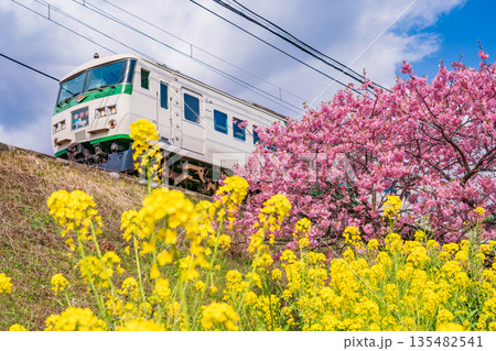 (静岡県)満開の河津桜並木と伊豆急行電車 (静岡県)満開の河津桜並木と伊豆急行電車 135482541