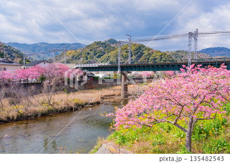 (静岡県)満開の河津桜並木と伊豆急行電車 (静岡県)満開の河津桜並木と伊豆急行電車 135482543