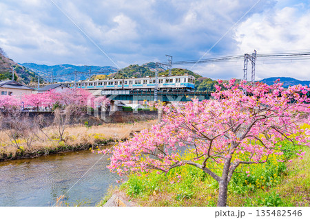 （静岡県）満開の河津桜並木と伊豆急行電車 135482546