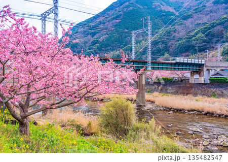 (静岡県)満開の河津桜並木と伊豆急行電車 (静岡県)満開の河津桜並木と伊豆急行電車 135482547