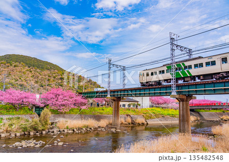 (静岡県)満開の河津桜並木と伊豆急行電車 (静岡県)満開の河津桜並木と伊豆急行電車 135482548