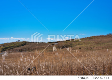 ススキが綺麗な四国カルスト 135482553