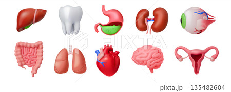 Colorful Illustrations of Human Internal Organs Colorful Illustrations of Human Internal Organs 135482604