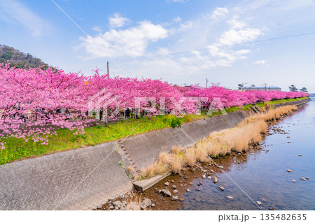 (静岡県)河津桜祭り・河津川沿いの河津桜並木 (静岡県)河津桜祭り・河津川沿いの河津桜並木 135482635