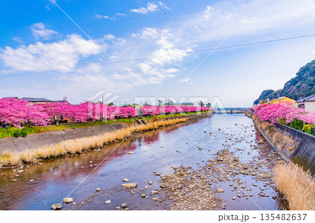(静岡県)河津桜祭り・河津川沿いの河津桜並木 (静岡県)河津桜祭り・河津川沿いの河津桜並木 135482637