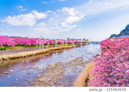 (静岡県)河津桜祭り・河津川沿いの河津桜並木 (静岡県)河津桜祭り・河津川沿いの河津桜並木 135482639