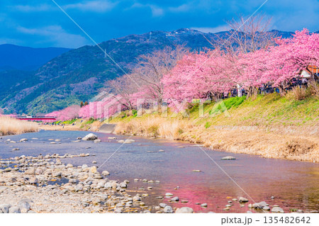 (静岡県)河津桜祭り・河津川沿いの河津桜並木 (静岡県)河津桜祭り・河津川沿いの河津桜並木 135482642