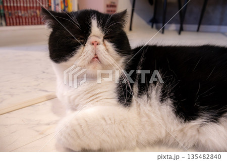猫カフェでくつろぐ猫の横顔 ふわふわの毛並み 135482840