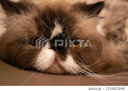 ふわふわの長毛猫の顔アップ つぶらな瞳のポートレート 135482846