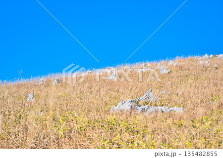 四国カルストのススキ 135482855