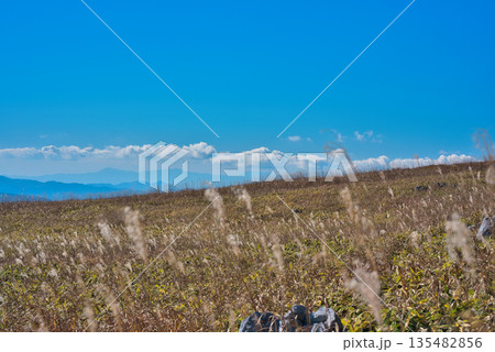 四国カルストのススキ 四国カルストのススキ 135482856