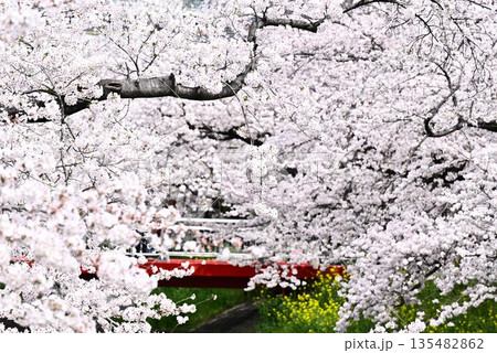 満開の桜の花が咲く 135482862