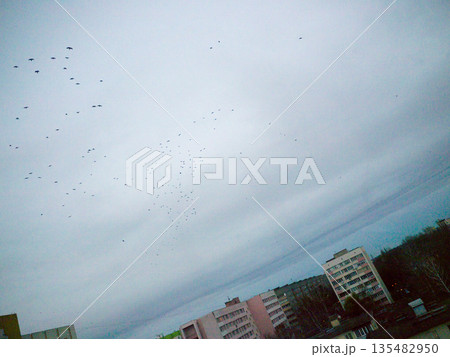 Flying birds. Flying birds. 135482950