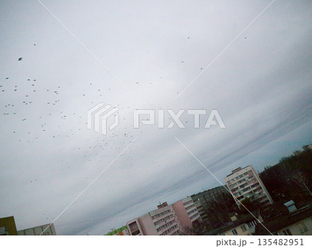 Flying birds. 135482951