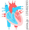 心臓の断面図 135482993