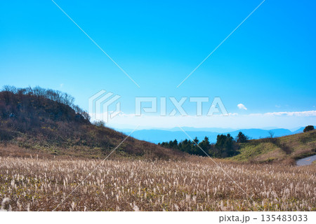 四国カルストのススキ 135483033