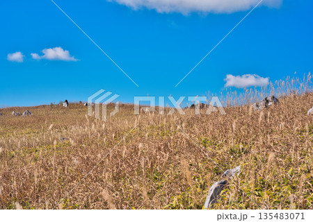四国カルストのススキ 四国カルストのススキ 135483071