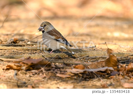 シメ 135483418