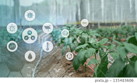 Plants grow in greenhouse with digital icons showing data driven agriculture technology for monitoring nutrients energy and sustainability Plants grow in greenhouse with digital icons showing data driven agriculture technology for monitoring nutrients energy and sustainability 135483606