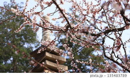 the Hirosaki sakura tree with pagoda background in Japan, spring	 135483789