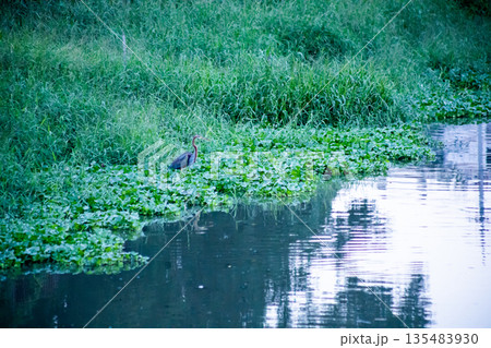 Purple heron or Ardea purpurea bird in the canel Purple heron or Ardea purpurea bird in the canel 135483930