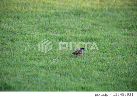 A flock of sparrows on the lawn A flock of sparrows on the lawn 135483931