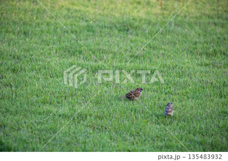 A flock of sparrows on the lawn 135483932