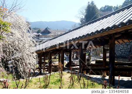 奈良県桜井市_長谷寺7_2025年3月 奈良県桜井市_長谷寺7_2025年3月 135484058