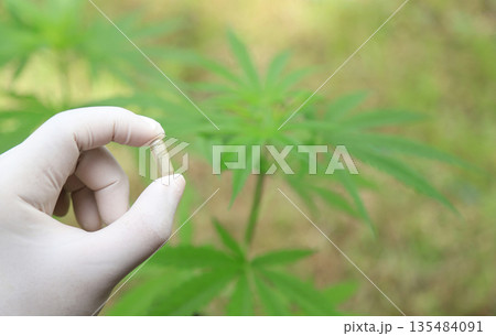 hand hold capsule from cannabis tree herb for use as a medicine using for health 135484091