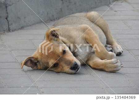 Stray Puppy With Sad Eyes Lying On The Street  135484369