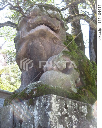 府中市大國魂神社の苔むした狛犬 135484415