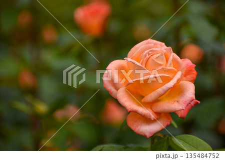 サーモンピンクの秋のバラ 135484752