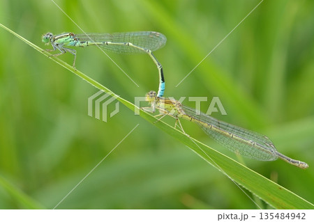 交尾中のイトトンボ 135484942