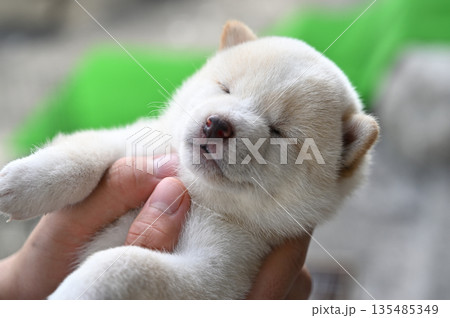 可愛い子犬 可愛い子犬 135485349