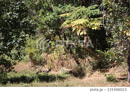 コーンパペンの滝の遊歩道 135486023
