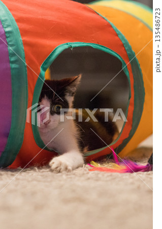 Adorable little cat pet lying in bright tunnel tube and playing feather wand. Happy kitten portrait Adorable little cat pet lying in bright tunnel tube and playing feather wand. Happy kitten portrait 135486723