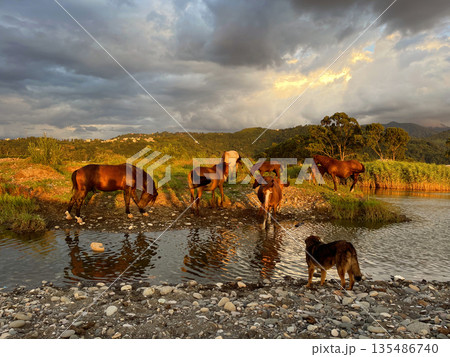 Beautiful Sunset Landscape with chestnut horses, lake and sky with clouds Beautiful Sunset Landscape with chestnut horses, lake and sky with clouds 135486740