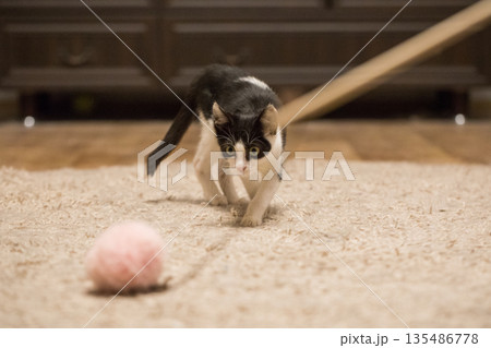 Hunting kitten playing wand with pink fluffy ball at home. Young cat portrait Hunting kitten playing wand with pink fluffy ball at home. Young cat portrait 135486778