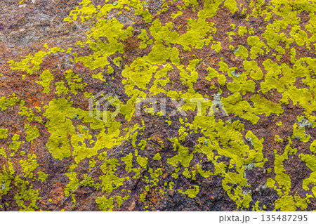 Vibrant lichen growing on rocky surface in nature 135487295