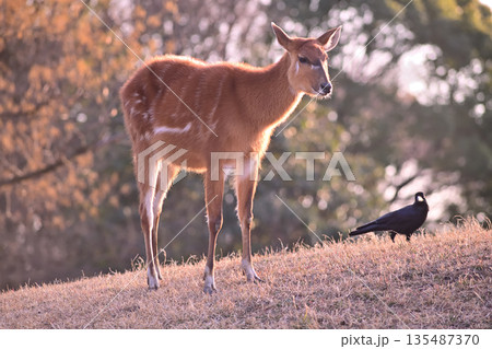 シタツンガと仲良くしたいカラス 135487370