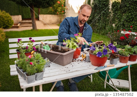 Gardening enthusiast cultivates colorful blooms outdoors Gardening enthusiast cultivates colorful blooms outdoors 135487502