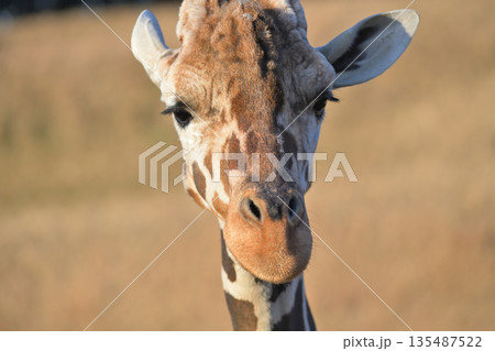 穏やかで優しい顔のキリンのポートレート 135487522