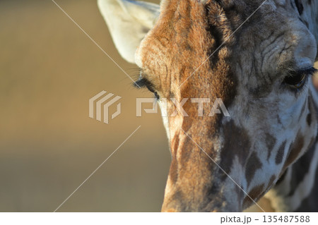まつ毛から涙が垂れるキリンの顔のポートレート 135487588