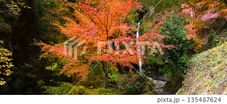 秩父華厳の滝 紅葉 (埼玉県) 秩父華厳の滝 紅葉 (埼玉県) 135487624