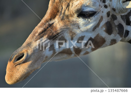 鼻の下を伸ばしたキリンのポートレート 135487666