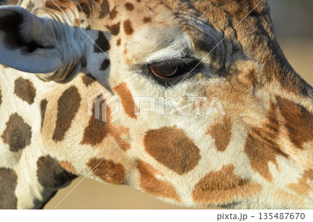 目と耳の周りにしわの多いキリンの顔 135487670