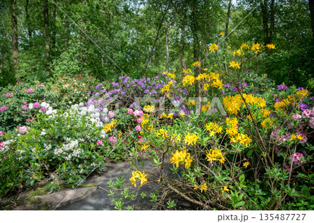 Rhododendron blossoms of 4 colors (red, pink, purple and white)in Japanese garden 135487727